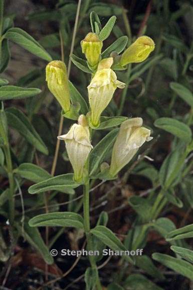 scutellaria californica 2 graphic